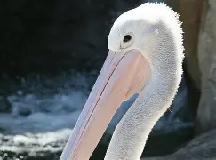 包含从新奥尔良鹈鹕内部沟通备战国王杯到法兰克福加时末段调整名单，法兰克福关键时刻门线救险的词条